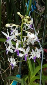 Vandachostylis Pinky