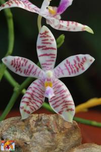 Phalaenopsis Telu