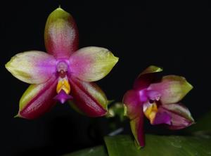 Phalaenopsis Crimson Cherub-Dragon Tree Eagle