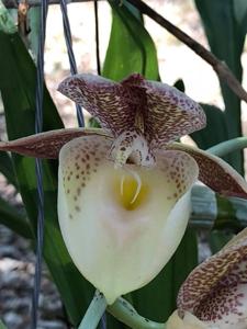 Catasetum Bella's Dream
