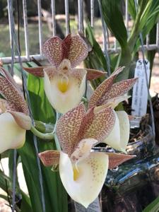 Catasetum Bella's Dream