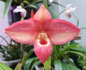 Phragmipedium Ralph Goldner
