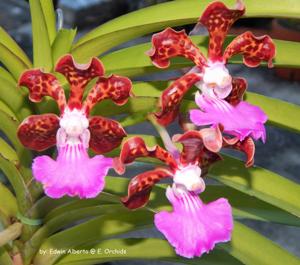 Papilionanda Paksorn Fragrance
