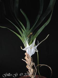 Angraecum Lemförde White Beauty
