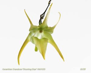 Aeranthes Grandiose