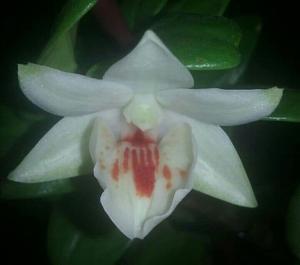 <i>Dendrobium</i> Green Lantern-cruentum