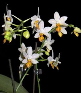 Phalaenopsis Mini Mark