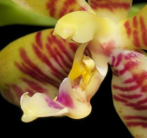 Phalaenopsis Corona