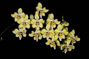 Phalaenopsis Little Dragon