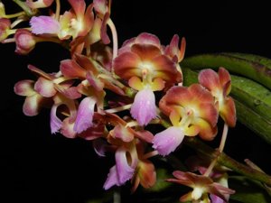 Perreiraara Bangkok Sunset