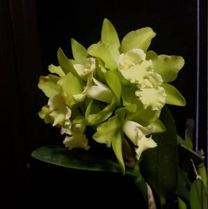 Rhyncholaeliocattleya Hawaiian Passion