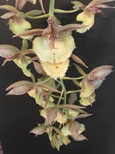 Catasetum Doris's Choice