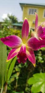 <i>Cattlianthe</i> Rio Turabo
