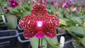 <i>Phalaenopsis</i> Zheng Min Xeme