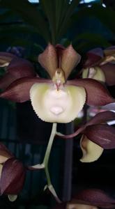 Catasetum Robert Ang