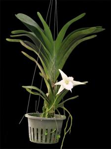 Angraecum Lemförde White Beauty