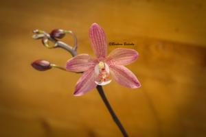 <i>Phalaenopsis</i> Lokelani