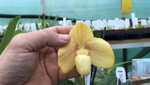 <i>Paphiopedilum</i> Wössner Concohang
