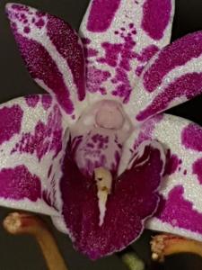 Dendrobium Australian Rhubarb Pie