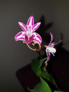 Dendrobium Australian Rhubarb Pie