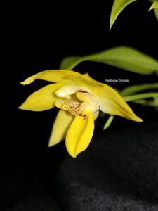 Promenaea Limelight