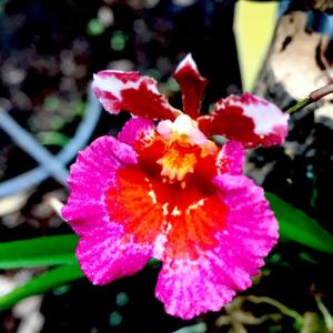 Tolumnia Jairak Firm