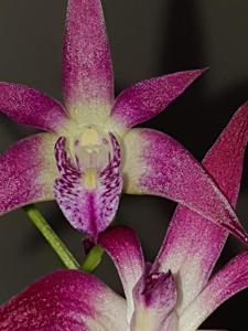 Dendrobium Lorikeet-Delicatum