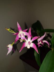 Dendrobium Lorikeet-Delicatum
