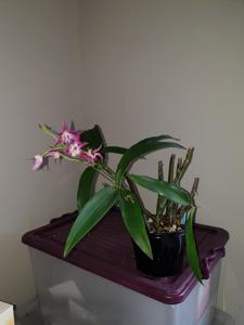 Dendrobium Lorikeet-Delicatum