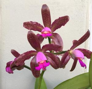 Catyclia Memoria Betty Thompson-leopoldii