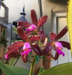 Catyclia Memoria Betty Thompson-leopoldii