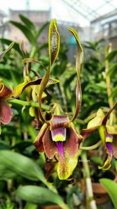 Dendrobium Christabella