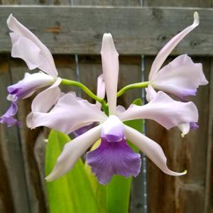 Cattleya elegans