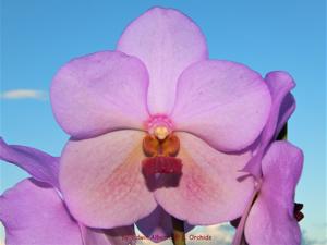 <i>Papilionanda</i> Pure Delight