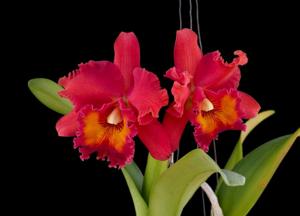 Rhyncholaeliocattleya Chia Lin-Angkinantana