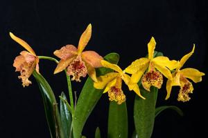 Rhynchobrassoleya Copper Queen