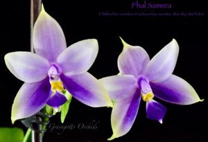 Phalaenopsis Samera