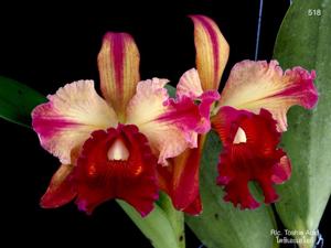 Rhyncholaeliocattleya Toshie Aoki