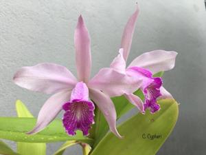 Cattleya Cypheri