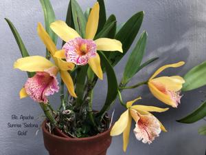 Rhynchobrassoleya Apache Sunrise