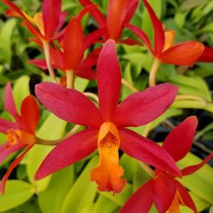 Cattlianthe Koolau Treat