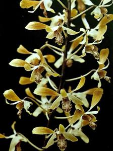 Dendrobium Mie Fukuda