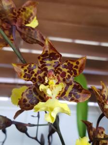 <i>Oncidium</i> Sunlight