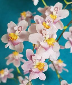 Oncidium Tsiku Marguerite