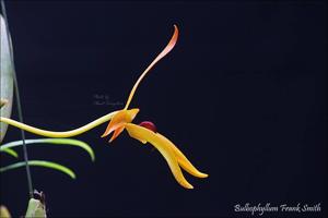 Bulbophyllum Frank Smith