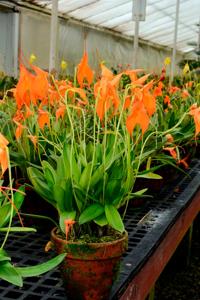 <i>Masdevallia</i> Highland Fling