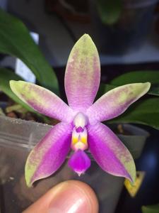 <i>Phalaenopsis</i> Corning's Violet-bellina