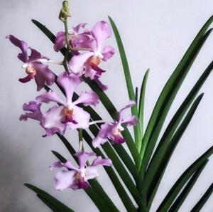 Papilionanda Tan Chin Tuan