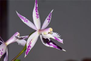 Bardendrum spectabilis-criniferum