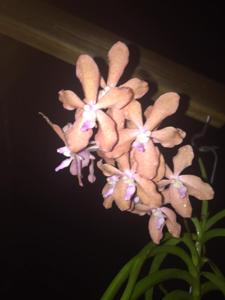 <i>Vanda</i> Hatos Sunset